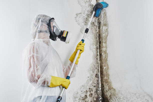 Best Black Mold Removal  in Fair Plain, MI
