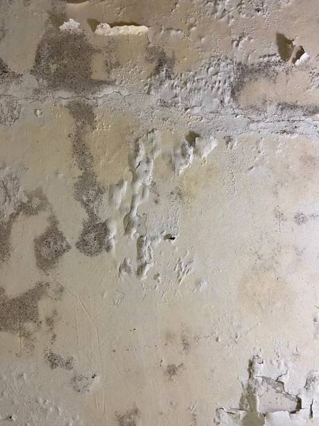 Best Best Mold Removal Companies  in Fair Plain, MI