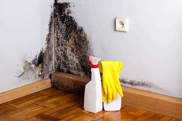 Best Residential Mold Removal  in Fair Plain, MI