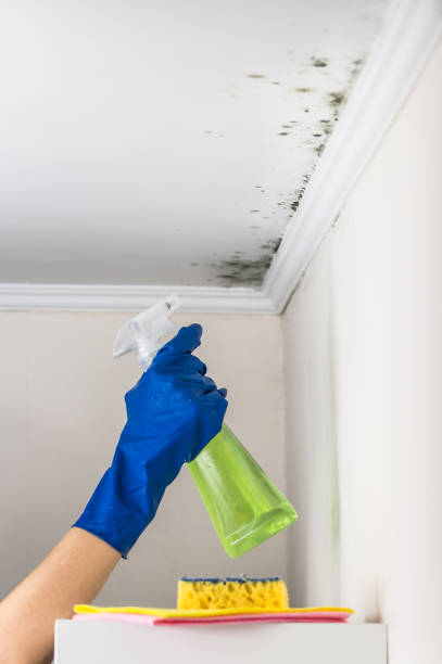 Mold Testing and Removal in Fair Plain, MI